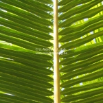 Palmenblatt 